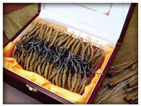 惠济冬虫夏草回收